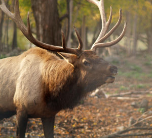 2018 : Elk Hunting Season Begins (Date Varies)