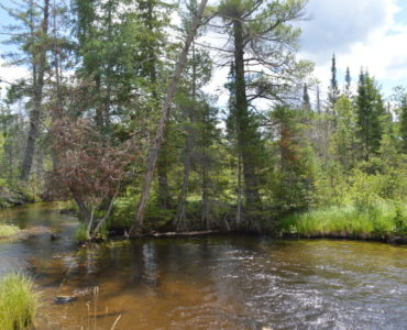 A fine fishing and swimming hole on the Upper Manistee River.