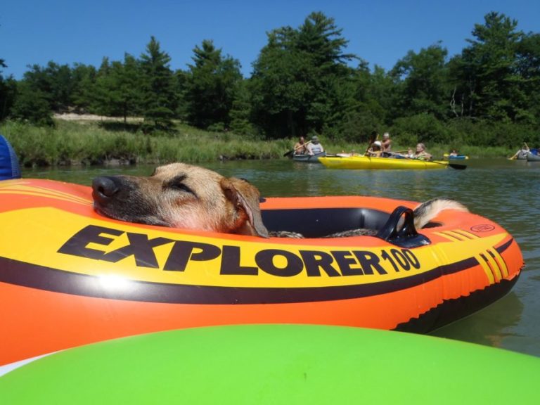 PetFriendly Guide to Gaylord, Michigan Gaylord Michigan