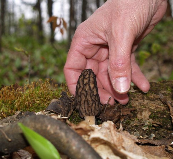 Morel Mushrooms The Fickle Fungus and How To Find It Gaylord