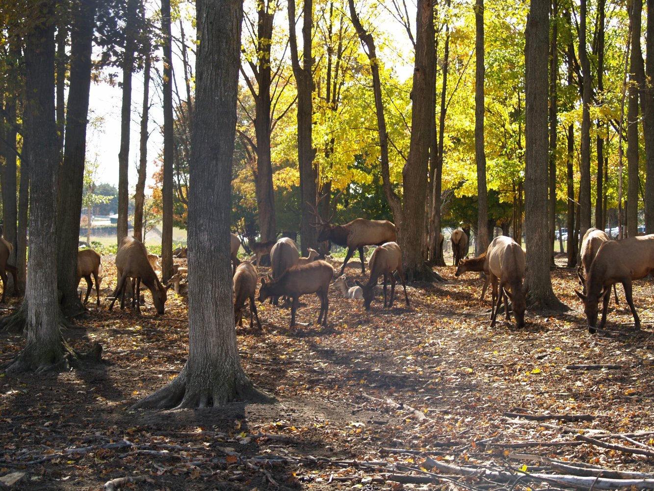 Visit Gaylord Activities, Lodging & Events in Gaylord, MI