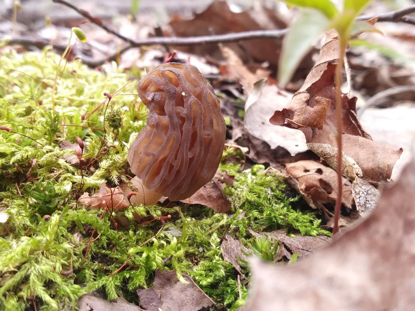 Morel Mushrooms The Fickle Fungus and How To Find It Gaylord
