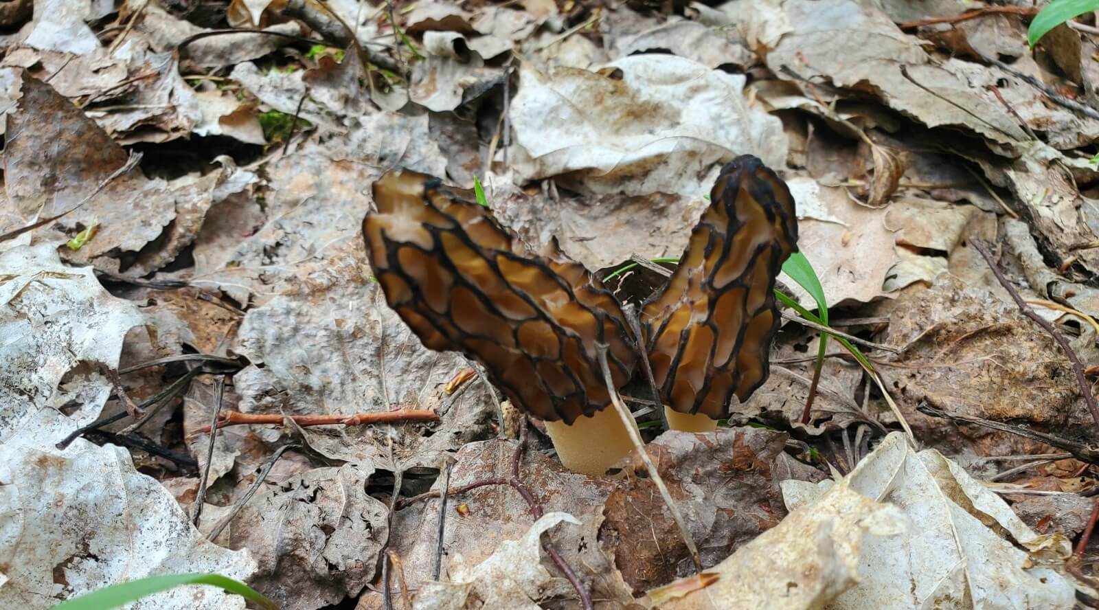 Morel Mushrooms The Fickle Fungus and How To Find It Gaylord