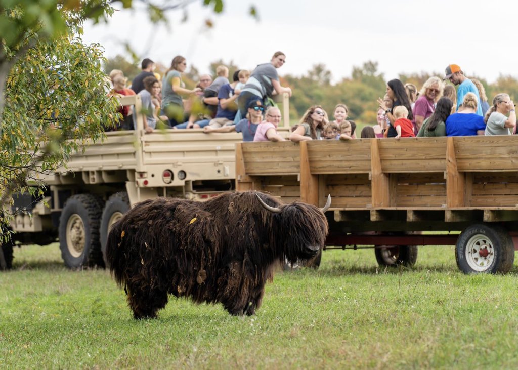 A wagon (hayride) carrying happy people on a yak safari